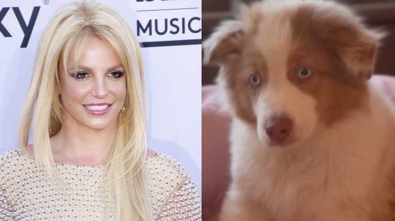Britney Spears dog