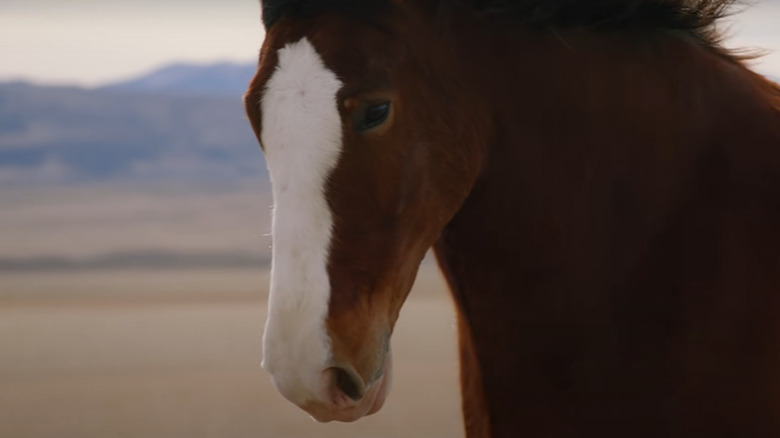 Budweiser horse running