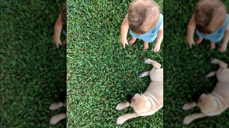 Gaines' child pointing at puppy on the lawn