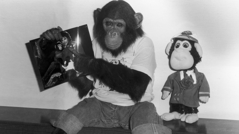 Bubbles the chimpanzee with photo of Michael Jackson