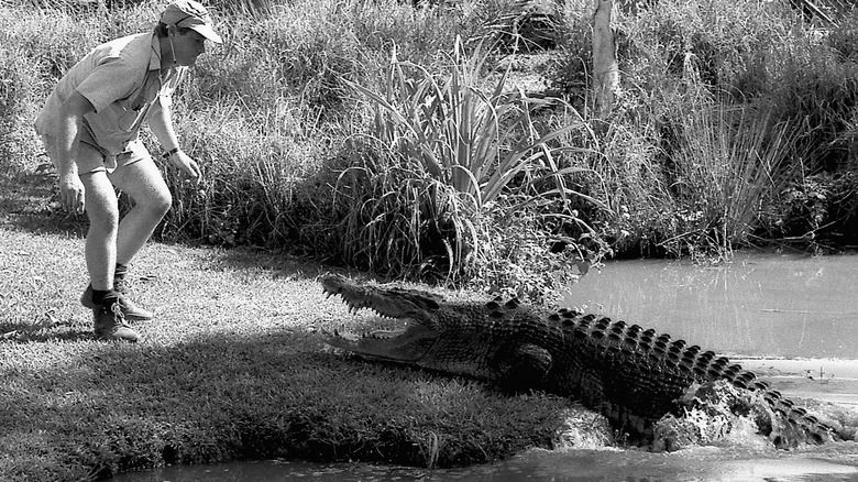 Steve Irwin and a crocodile