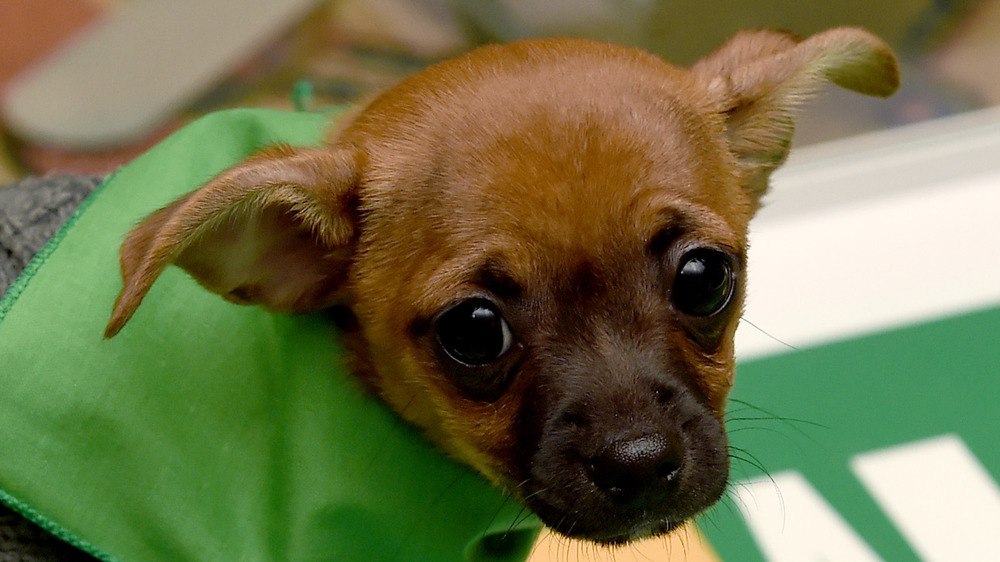 A puppy playing in the Puppy Bowl