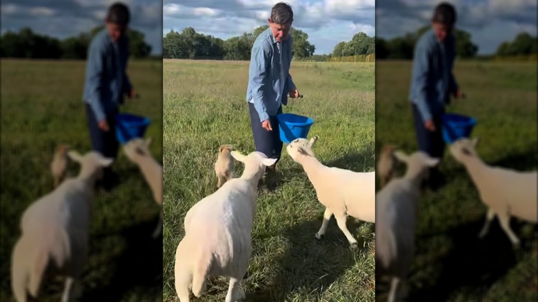 Ellen DeGeneres feeding her sheep in the Cotswolds.