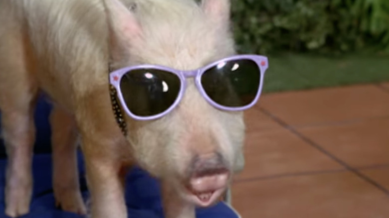 Arnold the Pig wearing sunglasses in a scene from "Green Acres"