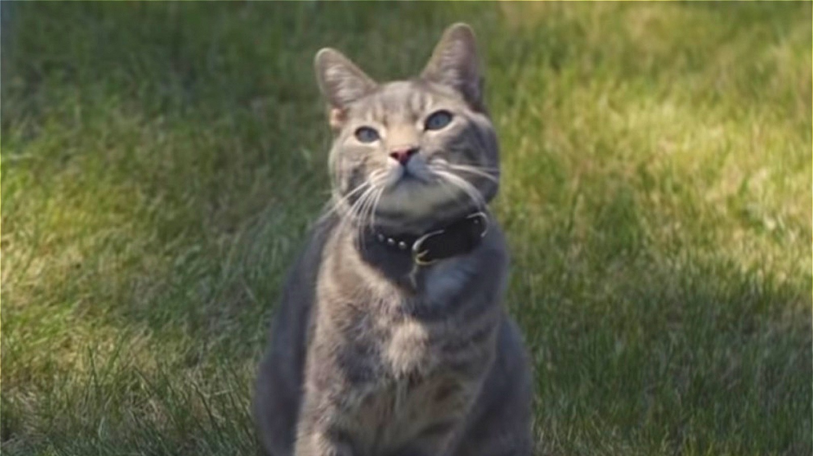 Here's Why Everyone's Talking About The Cat In The New Chevy Commercial