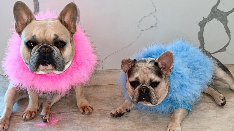 Simone Biles' dogs