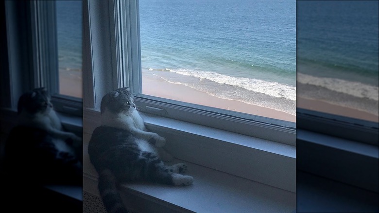 Meredith Grey sitting on windowsill