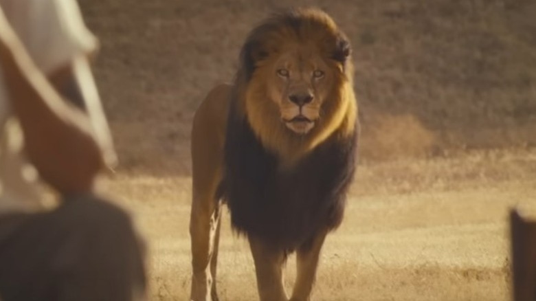 A lion standing