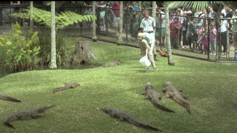 Robert Irwin feeds crocodiles by himself at age 8