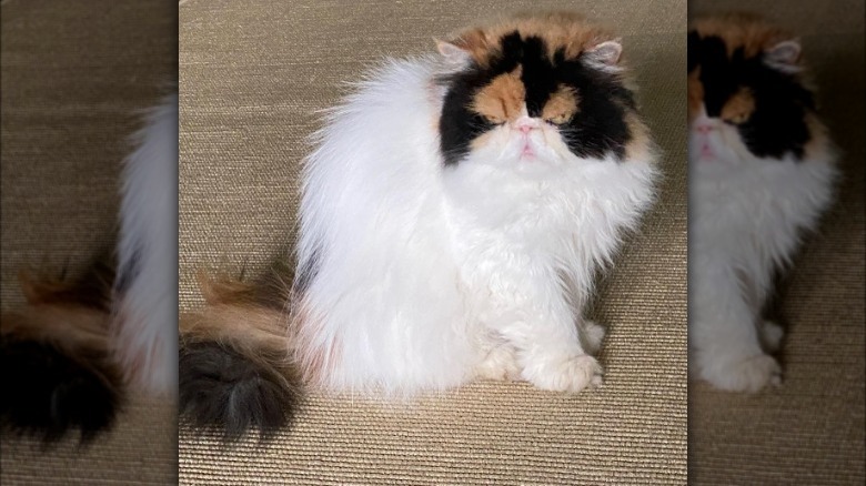 Martha Stewart's cat Princess Peony