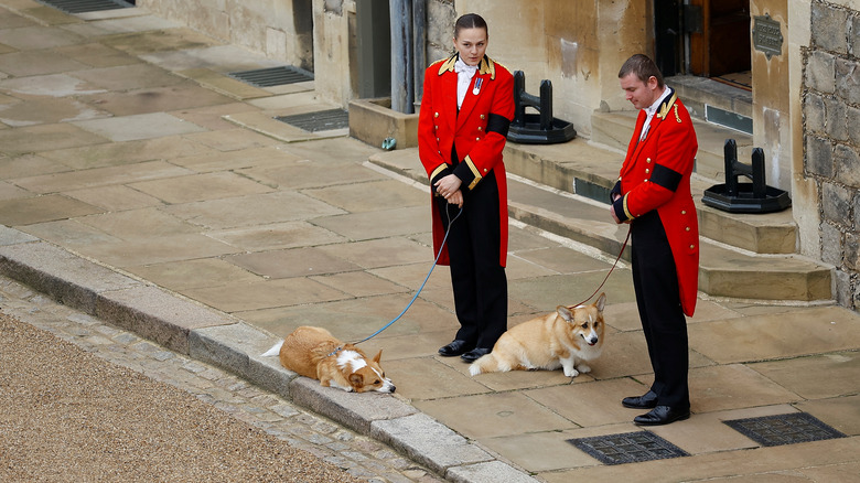 Queen's corgis and their handlers