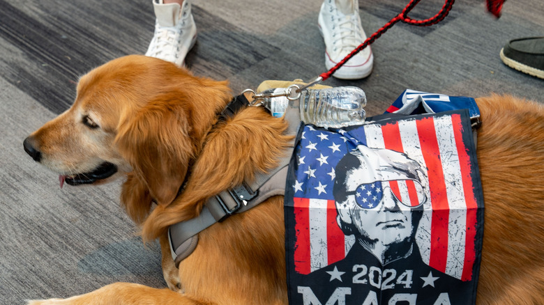 Dog wearing MAGA imagery