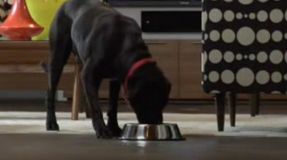 Dog drinking Gatorade