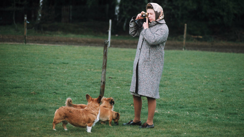 Queen Elizabeth taking photograph next to corgis 