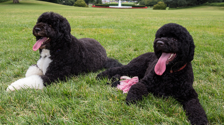 Obamas dogs smiling and laying on the grass