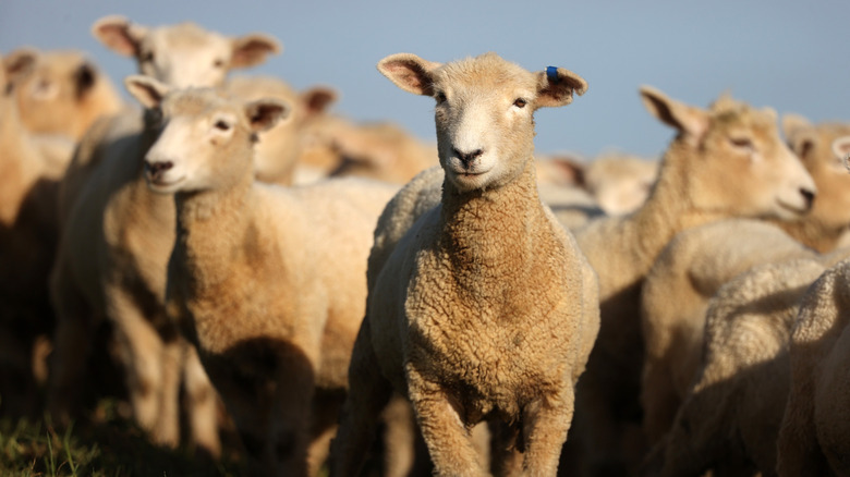 A flock of sheep in New Zealand