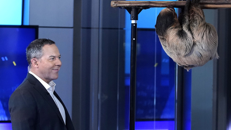 Greg Gutfeld on air with a sloth