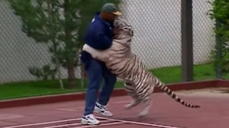 Mike Tyson wrestling his tiger