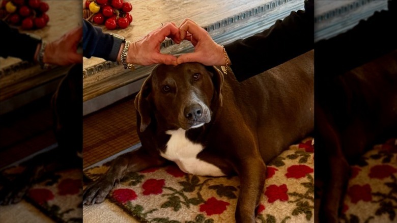 Rachael Ray and John Cusimano make a heart above their dog's head