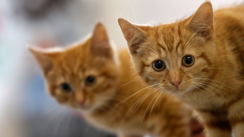 Two adorable kittens