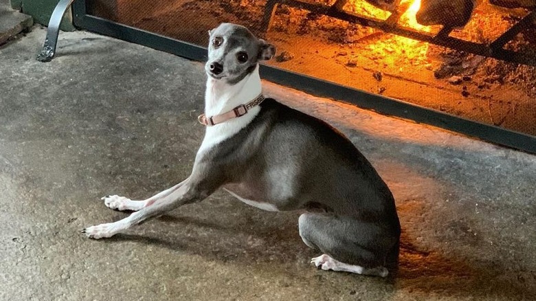 Seth Meyers' dog Frisbee by a fire
