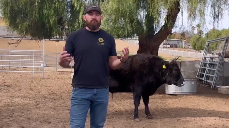 Travis Browne with one of his steers