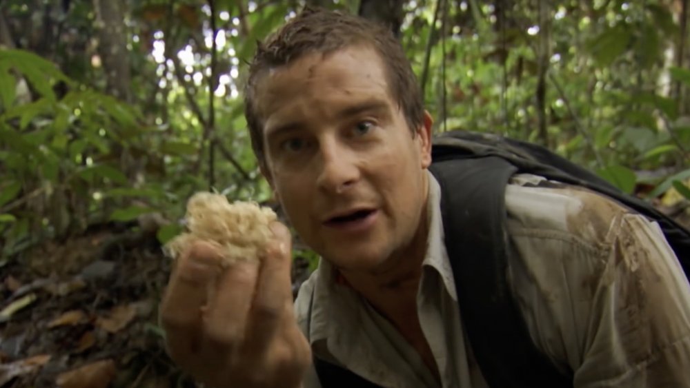 Bear Grylls in the wild